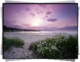 Morze, Plaża, Rumianki