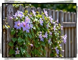 Powojnik, Kwiaty, Pnącze, Płot