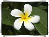 Plumeria