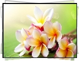 Plumeria