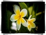 Plumeria