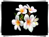 Kwiaty, Plumeria, Biała