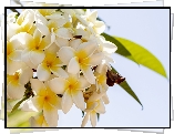 Kwiaty, Plumeria, Gałązka