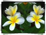 Kwiaty, Plumeria, Liście