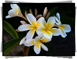 Kwiaty, Plumeria, Listki