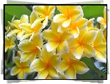 Plumeria, Żółte, Kwiaty, Krople