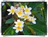 Plumeria, Kwiaty