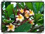 Plumeria, Liście