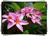 Różowa, Plumeria, Liście