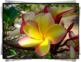 Plumeria