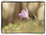 Liliowy, Pochylony, Krokus