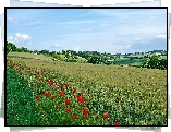 Pola, Zagajniki, Łąka, Maki