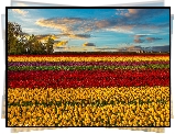 Pola, Tulipanów, Drzewa, Chmury, Horyzont