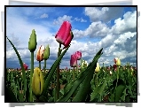 Pole, Tulipanów, Niebo, Ołoki