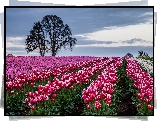 Tulipany, Pole, Drzewa