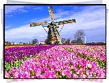 Pole, Tulipanów, Wiatrak, Holandia
