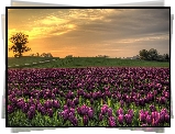 Pole, Tulipanowe, Łąki, Drzewa, Wschód, Słońca