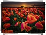 Pole, Tulipany, Zachód Słońca