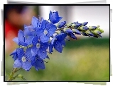 Niebieski, Polny, Kwiat