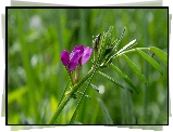 Łąka, Trawy, Fioletowy, Polny, Kwiat, Wyka siewna