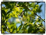 Motyl, Polowiec szachownica, Gałązki, Kwiaty, Białe, Światło