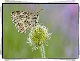 Motyl, Polowiec szachownica, Roślina, Kwiat