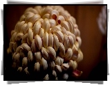 Pomarańczowa, Chryzantema