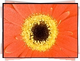 Pomarańczowa, Gerbera