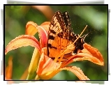 Motyl, Pomarańczowa, Lilia