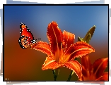 Motyl, Pomarańczowa, Liliowiec