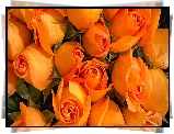 Bukiet, Pomarańczowe, Róże