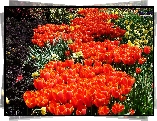 Pomarańczowe, Tulipany, Dywan, Kwiatowy