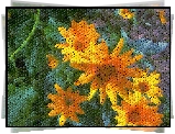 Pomarańczowe, Kwiaty, Grafika, Komputerowa, 2D
