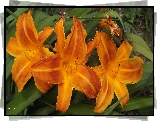 Liliowce, Pomarańczowe, Liście
