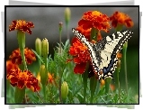 Pomarańczowe, Kwiaty, Biało, Czarny, Motyl, Aksamitki