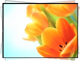 Żółte, Pomarańczowe, Tulipany
