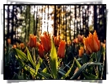 Pomarańczowe, Tulipany, Promienie Słońca, Las
