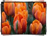 Pomarańczowe, Tulipany
