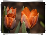Pomarańczowe, Tulipany