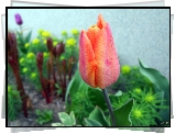 Pomarańczowo, Żółty, Tulipan, Rośliny