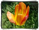 Pomarańczowy, Tulipan