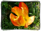 Pomarańczowy, Tulipan