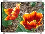 Pomarańczowy, Tulipan