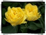 Żółte, Postrzępione, Tulipany