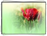Czerwony, Postrzępiony, Tulipan