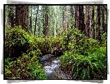 Las, Drzewa, Sekwoje, Paprocie, Park stanowy, Rzeka, Prairie Creek Redwood State Park, Kalifornia, Stany Zjednoczone