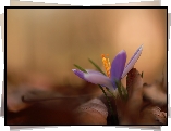 Pręciki, Krokus, Suche, Liście
