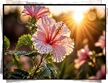 Hibiskus, Kwiat, Liście, Promienie słońca, Grafika