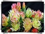 Protea