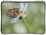 Motyl, Przeplatka febe, Kwiat, Biały